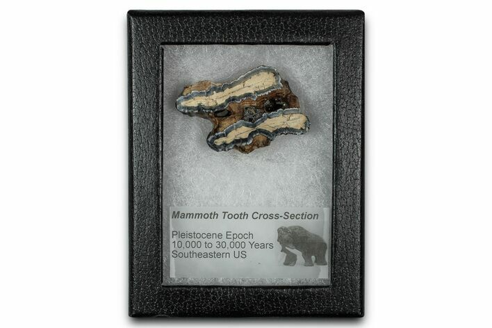 Mammoth Molar Slice With Case - South Carolina #349988